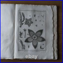 9 livres anciens encyclopédie méthodique Panckoucke botanique 300 gravures 1783