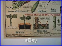 Affiche scolaire tableau Armand Colin Botanique Plante type carte Vidal Lablache