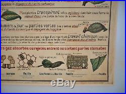 Affiche scolaire tableau Armand Colin Botanique Plante type carte Vidal Lablache