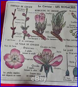 Ancienne Affiche scolaire MDI. Cerisier Fleur Carotte Légumes Fruit Graine vintag