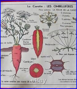 Ancienne Affiche scolaire MDI. Cerisier Fleur Carotte Légumes Fruit Graine vintag