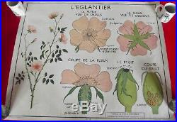 Ancienne Affiche scolaire Rossignol Fleur Pois l'Églantier Rose Légume vintage