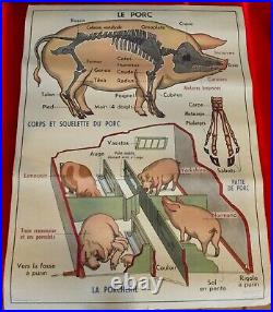 Ancienne Affiche scolaire école MDI 90 x 68 cm Anatomie le chat le porc Cochon