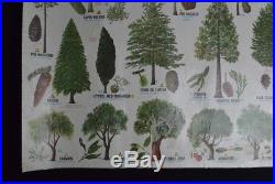 Ancienne affiche arbres botanique fleurs scolaire école carte MDI Rossignol
