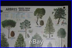 Ancienne affiche arbres botanique fleurs scolaire école carte MDI Rossignol
