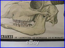 Ancienne affiche scolaire Bonnier Cranes Histoire Naturelle vers1900 Deyrolle