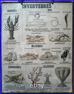 Ancienne affiche scolaire Deyrolle, 7 Invertébrés crustacés, vers, mollusques