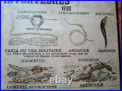 Ancienne affiche scolaire Deyrolle, 7 Invertébrés crustacés, vers, mollusques