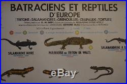 Ancienne affiche scolaire MDI Batraciens et reptiles animaux école 1972