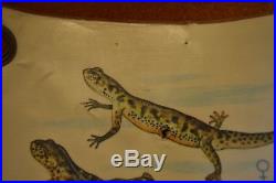 Ancienne affiche scolaire MDI Batraciens et reptiles animaux école 1972