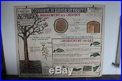 Ancienne grande affiche scolaire Botanique Armand Colin école carte plante