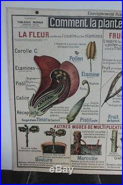 Ancienne grande affiche scolaire Botanique Armand Colin école carte plante
