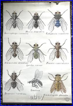 Docteur Auzoux / affiche pédagogique parasitologie Mouches XIXème médecine