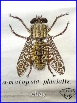 Docteur Auzoux / affiche pédagogique parasitologie Mouches XIXème médecine