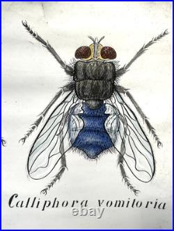 Docteur Auzoux / affiche pédagogique parasitologie Mouches XIXème médecine