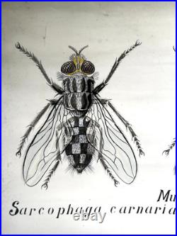 Docteur Auzoux / affiche pédagogique parasitologie Mouches XIXème médecine