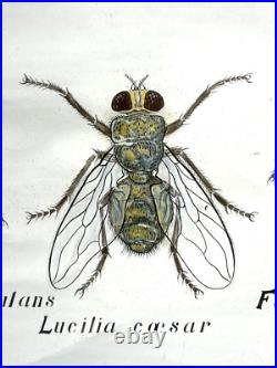 Docteur Auzoux / affiche pédagogique parasitologie Mouches XIXème médecine
