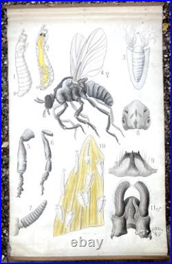 Docteur Auzoux / affiche pédagogique parasitologie Mouches XIXème médecine