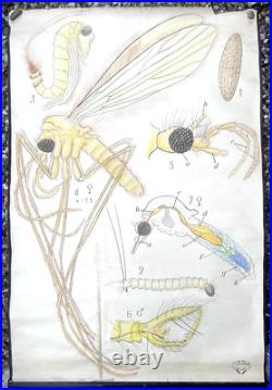 Docteur Auzoux / affiche pédagogique parasitologie Mouches XIXème médecine