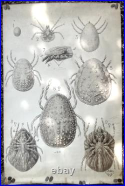 Docteur Auzoux / affiche pédagogique parasitologie Mouches XIXème médecine