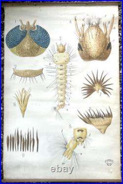 Docteur Auzoux / affiche pédagogique parasitologie Mouches XIXème médecine