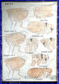 Docteur Auzoux / affiche pédagogique parasitologie Mouches XIXème médecine
