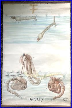 Docteur Auzoux / affiche pédagogique parasitologie Mouches XIXème médecine