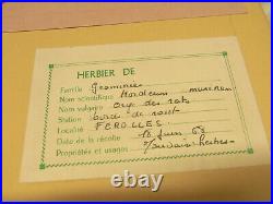 Herbier Ancien Scolaire Famille Graminee Val De Loire 28 Planches Annee 1968