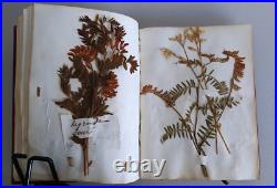 Herbier Ancien recueil de plantes