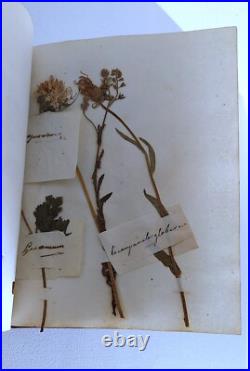 Herbier Ancien recueil de plantes