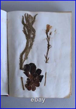 Herbier Ancien recueil de plantes