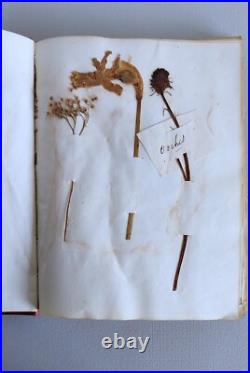 Herbier Ancien recueil de plantes