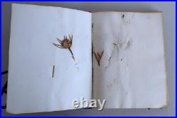 Herbier Ancien recueil de plantes