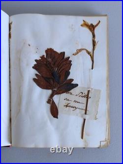 Herbier Ancien recueil de plantes