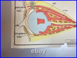 LOT de 10 Anciennes Affiches Scolaires Pédagogiques / Tableaux d'élocution