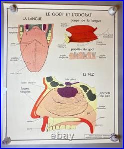 LOT de 10 Anciennes Affiches Scolaires Pédagogiques / Tableaux d'élocution
