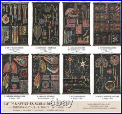 Lot de 8 affiches scolaires anciennes auzoux p. Sougy 1947-1957 anatomie biolo