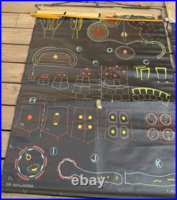 Lot de 8 affiches scolaires anciennes auzoux p. Sougy 1947-1957 anatomie biolo