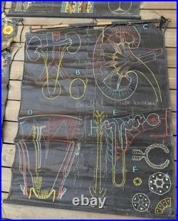 Lot de 8 affiches scolaires anciennes auzoux p. Sougy 1947-1957 anatomie biolo