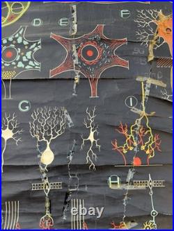 Lot de 8 affiches scolaires anciennes auzoux p. Sougy 1947-1957 anatomie biolo