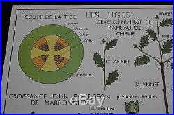 R206 Affiche scolaire papier Rossignol 5 TIGE BOURGEON 6 FEUILLE 9075 ecorce