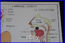 V226 Affiche scolaire papier Rossignol 1 Corps humain 2 Appareil digestif 9075