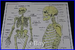 V230 Affiche scolaire papier Rossignol 9 Excrétion 10 Squelette os 9075 cm