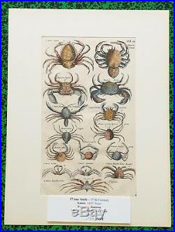 XVII ème Jonston & Merian Superbe Gravure Crabes Araignées de Mer Pl VI 1657